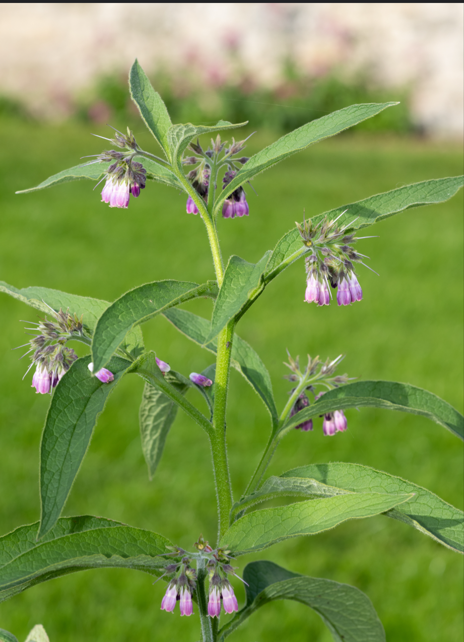 Comfrey salve