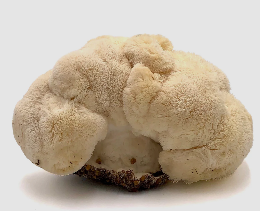 Lion's mane mushroom tincture
