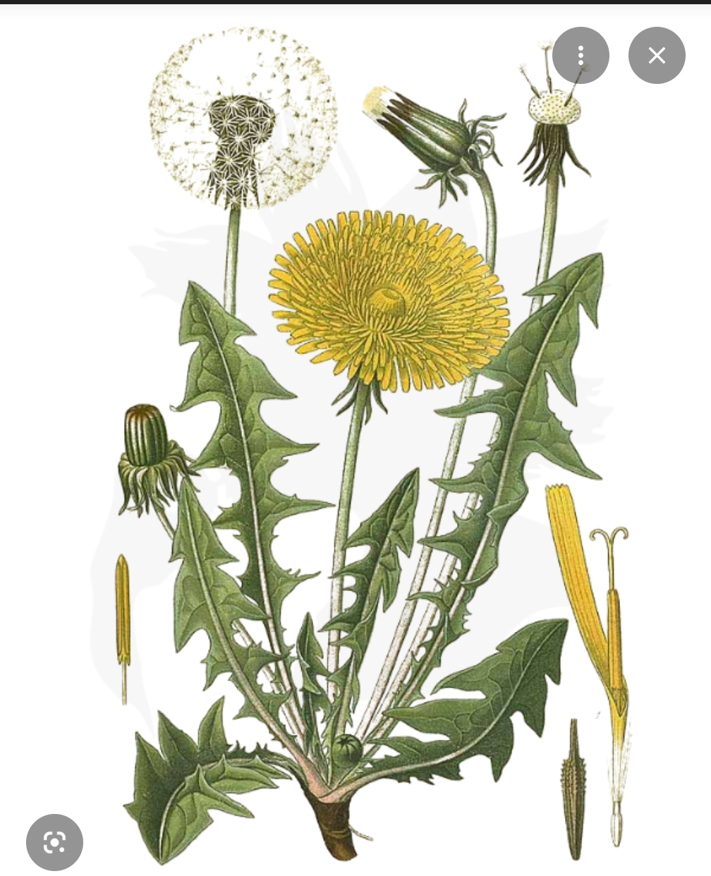Dandelion & milk thistle tinctures ( liver cleanse)