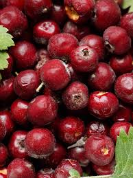 Hawthorne berry tincture