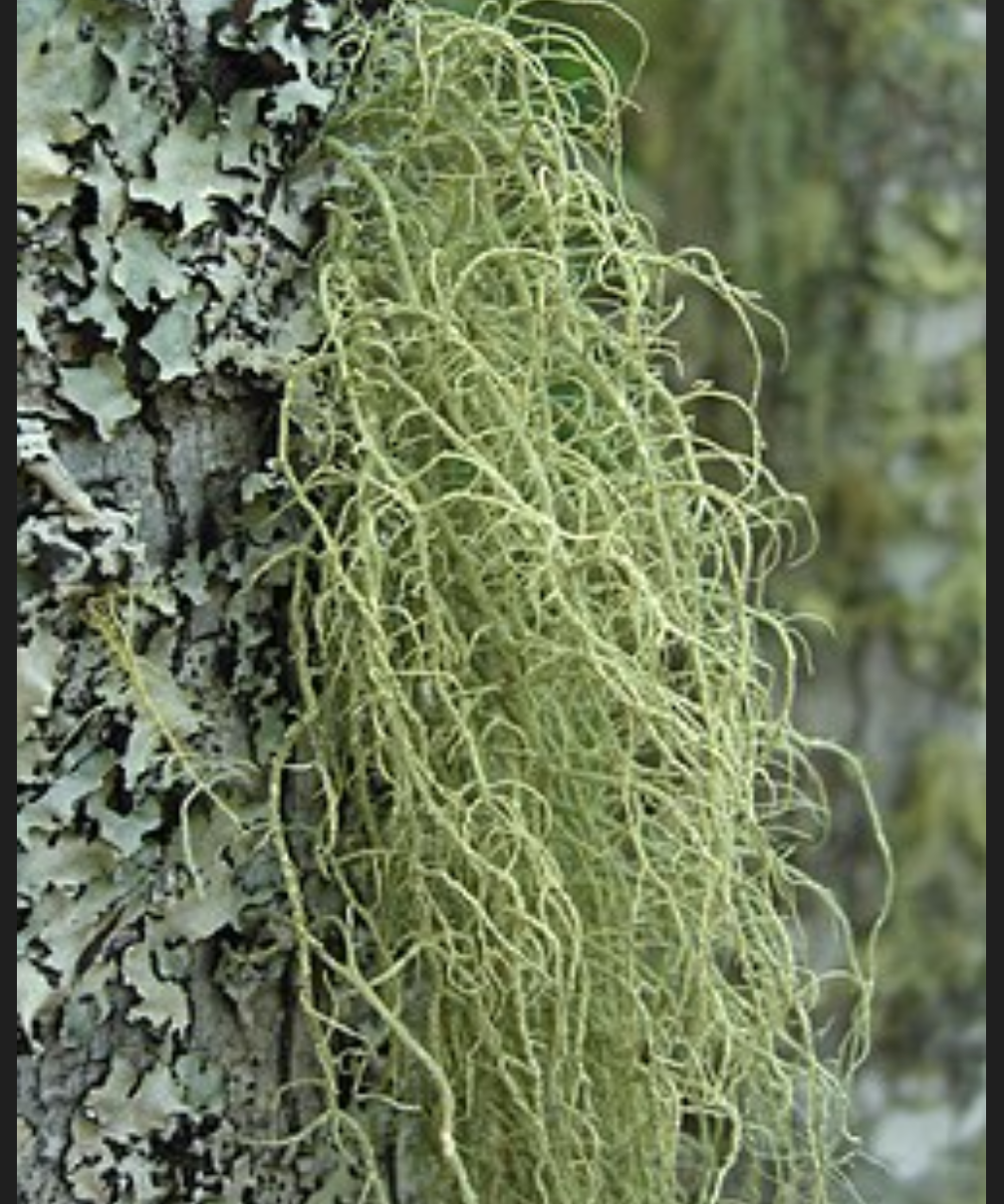 Usnea dual extracted tincture