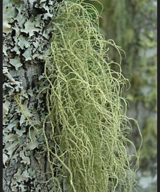 Usnea dual extracted tincture