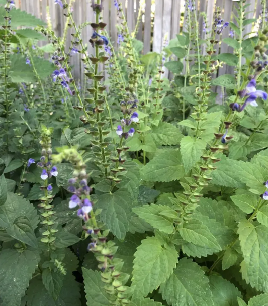 Skullcap tincture