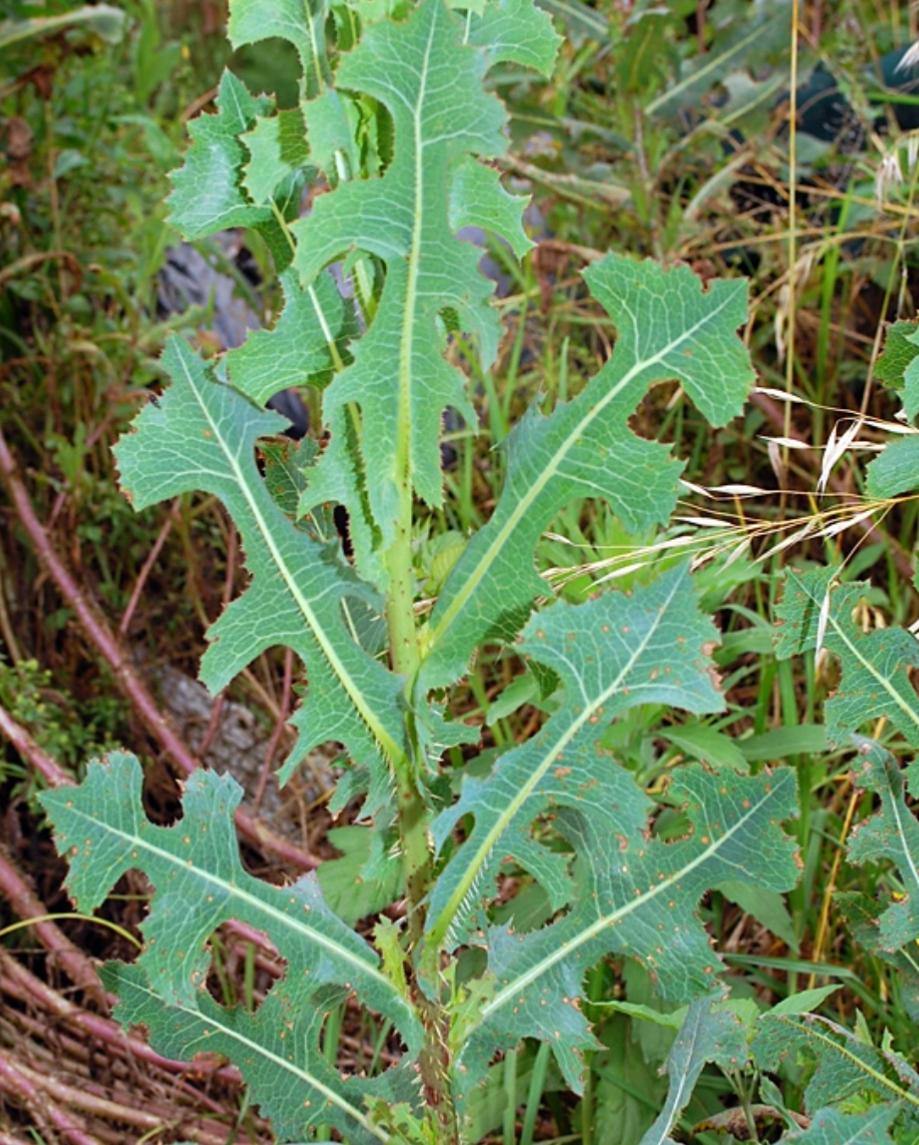 Wild Lettuce Tincture