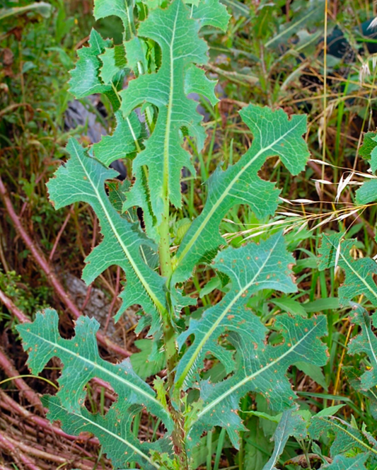 Wild Lettuce Tincture
