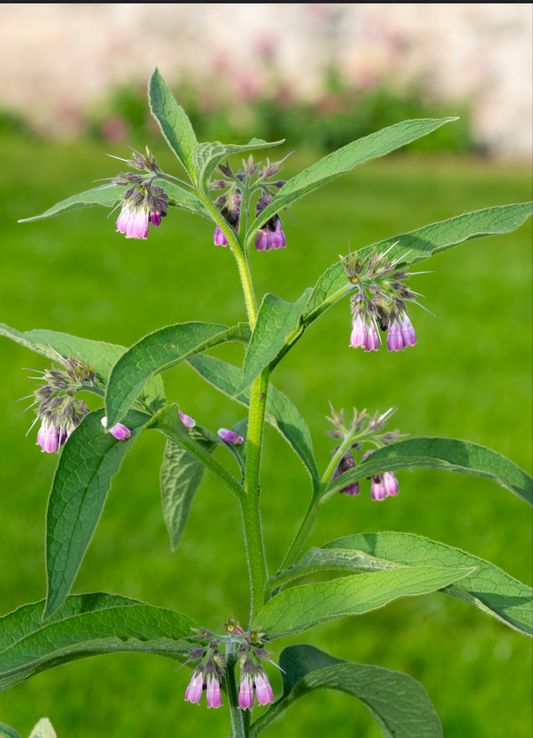 Comfrey salve