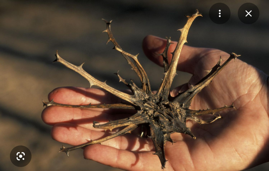 Devil's claw tincture