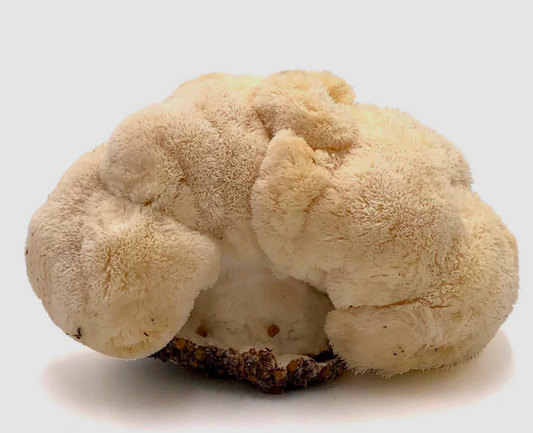 Lion's mane mushroom tincture