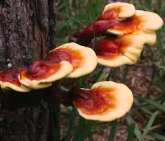 Reishi mushroom tincture