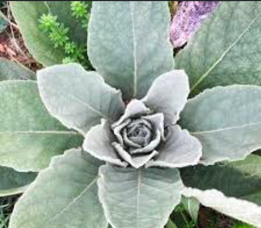 Mullein Tincture